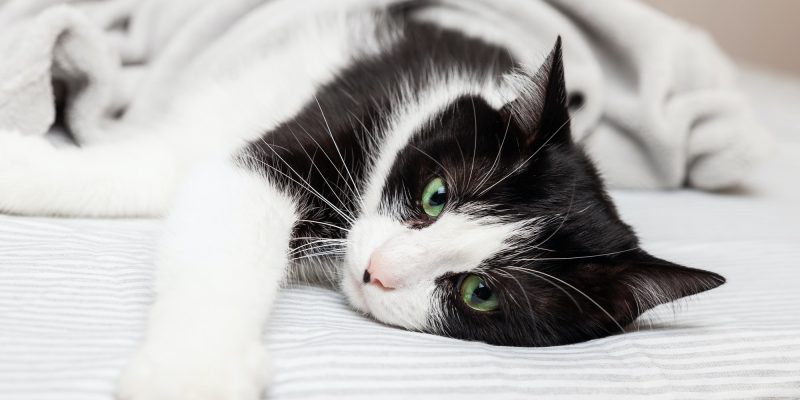 Black ans white relaxing cat under plaid