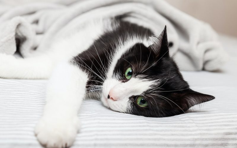 Black ans white relaxing cat under plaid