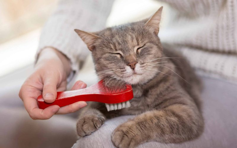 Woman combing pet cat
